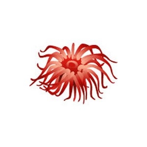 Anemone 3